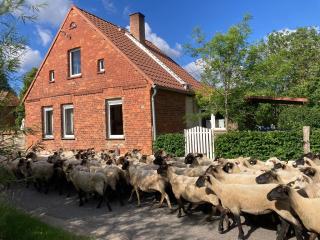 Uckermärkisches Landarbeiterhaus - 9