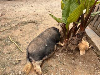 Casa do Porco - Farm Stay & Spa no Douro - 3