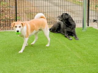 Rakuten STAY VILLA Yatsugatake - 104 Family Room Pets Friendly - - Hokuto - 8