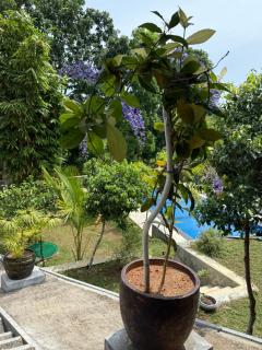 Karisa Nature Villa - Kosgoda - 9