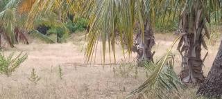 Kamaleswari ellam - Trincomalee - 1