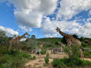 Lion and Cheetah Sanctuary - 7