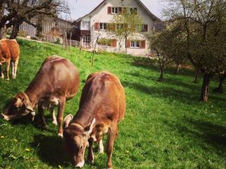 Ferienwohnung Waldhof - Schneisingen - 9