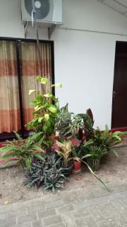 New Look villa - Matara - 3