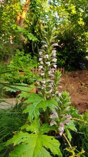 An Istanbul tale, an Istanbul dream, garden house - Istanbul - 4