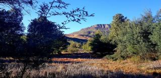 Whistling Woods Cabin - Elandskop - 9