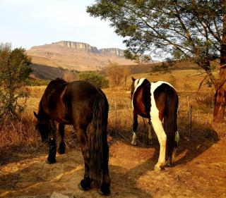Whistling Woods Cabin - Elandskop - 3