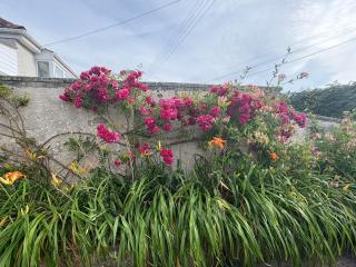 The Den - Newlyn East - 2