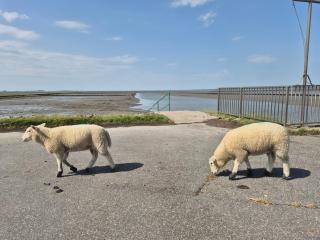 Gemütliche Ferienwohnung in der Natur Husum Hattstedt Nordsee Meer - 1