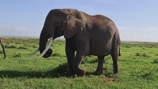 Amanya Star Bed Amboseli - Amboseli - 5
