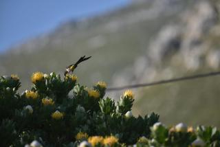 Seaview on 2822 - Bettyʼs Bay - 9