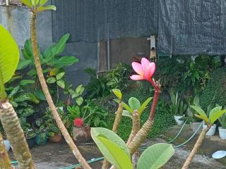 Mango Road 07 Bed & Breakfast - Tomohon - 4