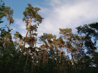 Stijlvolle bungalow met privébos - 4