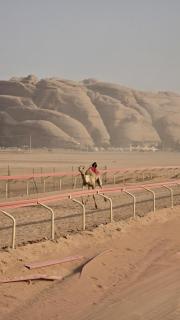 Rum aseel camp - Disah - 6