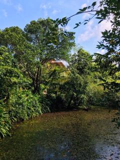 Manikgoda Tea Paradise New - Matugama - 8