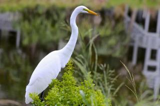 125 Ocean Point - Fripp Island - 3