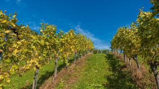 Weingut Hernach vlg Roschitz - Sabathe - 6