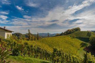 Weingut Hernach vlg Roschitz - Sabathe - 3