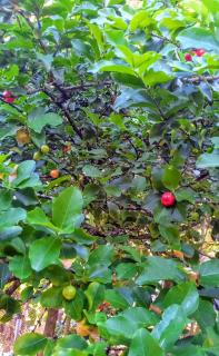 Chalé na Praia da Tiririca - 8