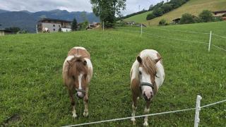 Ponyhof Wildschönau WILD4462 - Dorf - 6