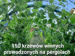 Winnica Zatorska - Olszyny - 9