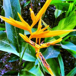 Secluded Riverfront Home - Boquete area with Pool - 4