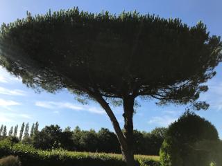 La Surprise d'Elie - La Boissière-des-Landes - 2
