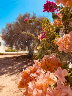 Dar Yasmine Djerba - Arkou - 9