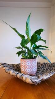 Urban Cottage - Masterton - 1
