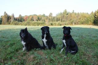 Top of Algonquin Bed and Breakfast - Mattawa - 7