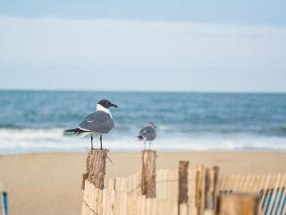 Columbia avenue 121 - Rehoboth Beach - 5