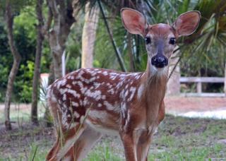 449 Tarpon Blvd - Fripp Island - 7