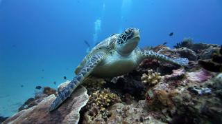Signatura Scuba Gili gede Dive and Bed & Breakfast Tanjungan Beach Bungalow Gili Gede Indah - Pelangan - 6