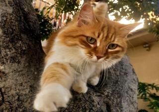 Olive Tree House - Anogyra - 3