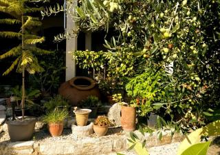 Olive Tree House - Anogyra - 5