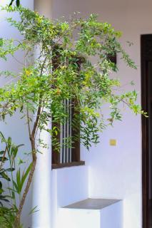 Arugam Summer Resort Hotel & Hostel - Arugam Bay - 9