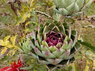 Domaine du Chat Qui Pète - 1