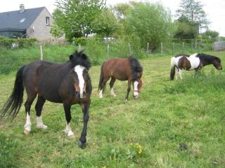 Les Racines de la Vie Rurale - Ledringhem - 2