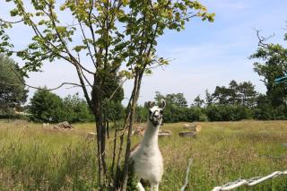 Les Racines de la Vie Rurale - Ledringhem - 3