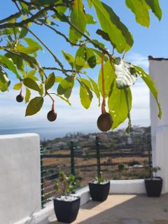 Casa Teide - Icod de los Vinos - 9