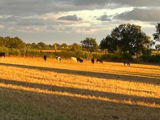 High Oak Holiday Cottage - Thirsk - 7