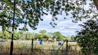 Horse view spacious 4BR Hse sleeps 8 Garden & driveway parking - Abbey Wood - 7