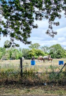 Horse view spacious 4BR Hse sleeps 8 Garden & driveway parking - Abbey Wood - 8