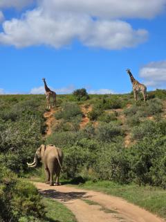 Indalu Game Reserve - Boggomsbaai - 2