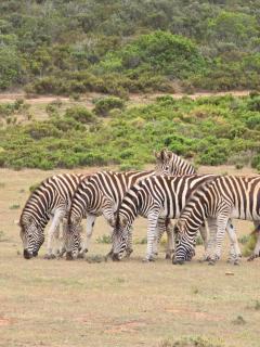 Indalu Game Reserve - Boggomsbaai - 1