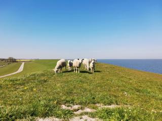 Fischerhäuschen am Kurpark-See ohne Schwimmbad- und Saunanutzung - Neuharlingersiel - 1
