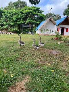 Dreamvilles Ecovillage Las Galeras - Las Galeras - 9