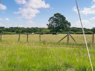 Barn Owl - Uk49932 - Shadoxhurst - 1