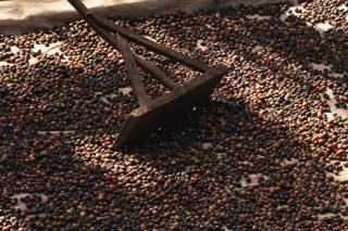 Silverback Lodge - 4