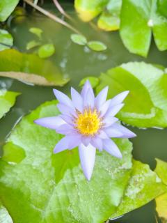 Bang Po Hut Nature - 8